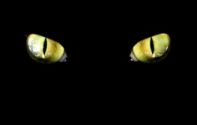 [WWE] Black Cat -=N=- Logo
