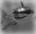 (666)divel shark(666) Logo