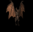 Ryan Krow Logo