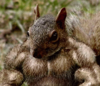 WarSquirrel Logo