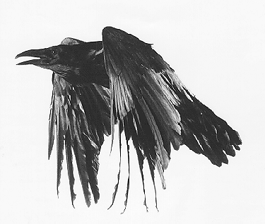 Lady Morrigan Logo