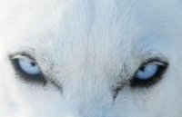 [WWE] White Wolf -=N=- Logo