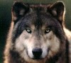 [NVC] Solas Wolfen Logo